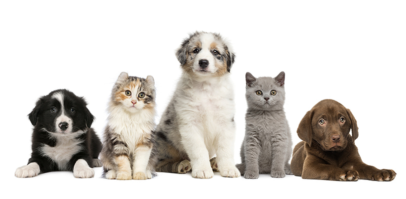 Five Dollars to Forever Adoption Event Launches to Bring More Pets Home for the Holidays