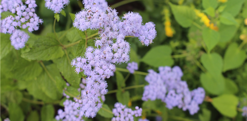 Forks on Friday Gardening Classes Return This Fall!