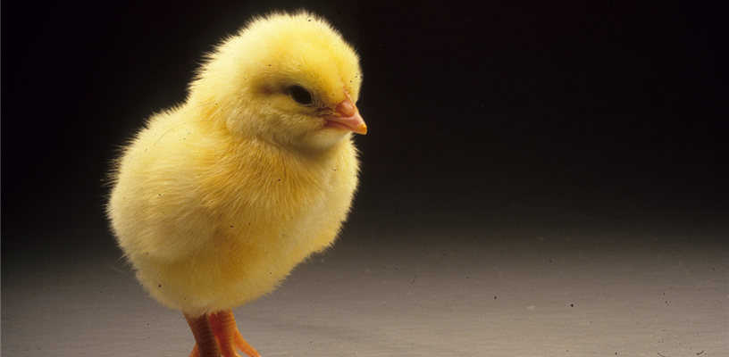 Raising Chickens Webinar Series to Be Held in January