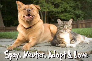 Need financial assistance to spay/neuter your pet?