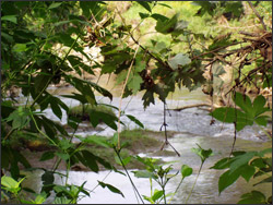 Creek surrounded by leaves